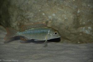 Lethrinops marginatus 'Chipoka'