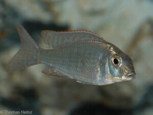 Lethrinops marginatus 'Chipoka''Chipoka' - Weibchen Lethrinops marginatus