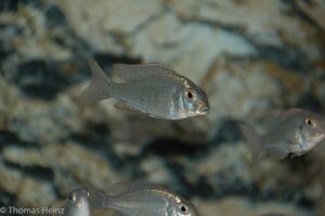 Lethrinops marginatus 'Chipoka'