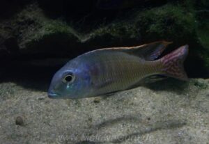 Lethrinops marginatus 'Kambiri Point'