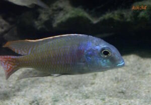 Lethrinops marginatus 'Kambiri Point'