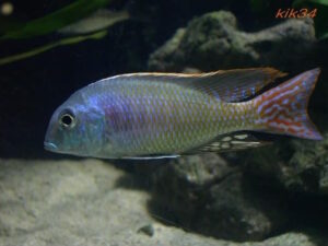 Lethrinops marginatus 'Kambiri Point'
