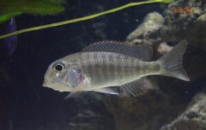 Lethrinops marginatus 'Kambiri Point'