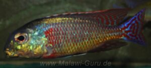 Lethrinops marginatus 'Senga Bay'