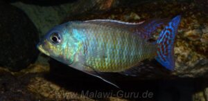 Lethrinops marginatus 'Senga Bay'