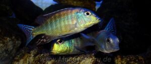 Lethrinops marginatus 'Senga Bay'