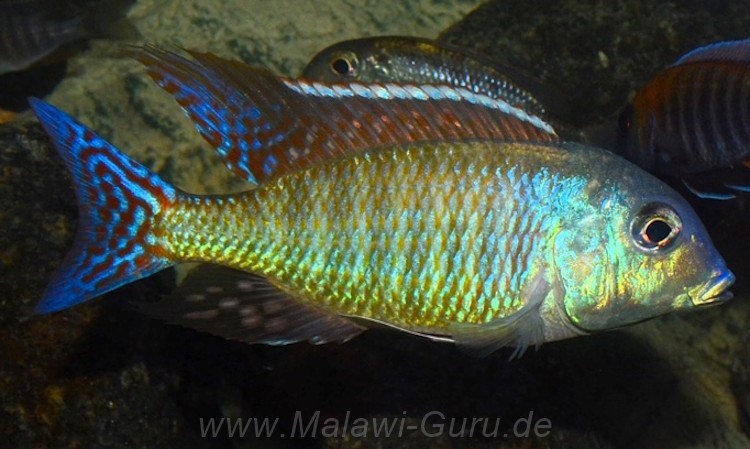 Lethrinops marginatus 'Senga Bay''Senga Bay' Lethrinops marginatus