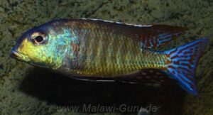 Lethrinops marginatus 'Senga Bay''Senga Bay' Lethrinops marginatus 'Senga Bay'