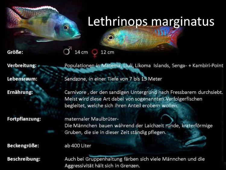 Lethrinops marginatus in der Grafik Lethrinops marginatus