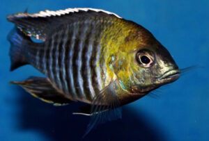 Lethrinops sp. 'micrentodon makokola' Makokola Reef'micrentodon makokola' Makokola Reef Lethrinops sp. 'micrentodon makokola' Makokola Reef