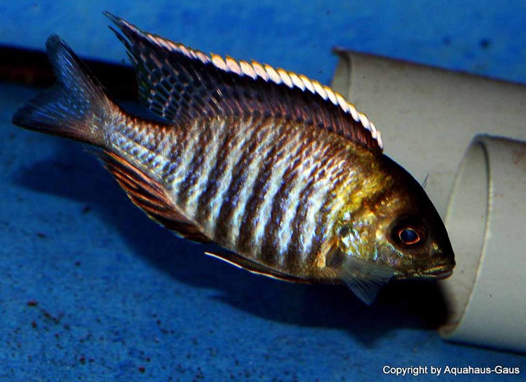 Lethrinops sp. 'micrentodon makokola' Makokola Reef'micrentodon makokola' Makokola Reef Lethrinops sp. 'micrentodon makokola'