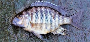 Lethrinops microdon 'South East Arm'