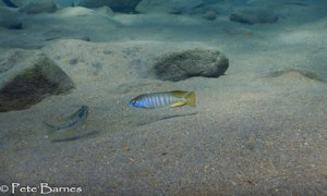 Lethrinops microstoma