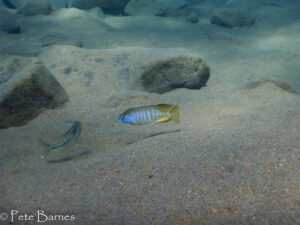 Lethrinops microstoma