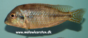 Lethrinops microstoma 'Chiloelo''Chiloelo' - Galerie Lethrinops microstoma 'Chiloelo'