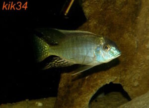 Lethrinops microstoma 'Likoma Island'