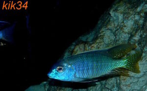 Lethrinops microstoma Arten