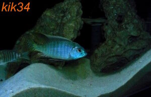 Lethrinops microstoma 'Likoma Island'