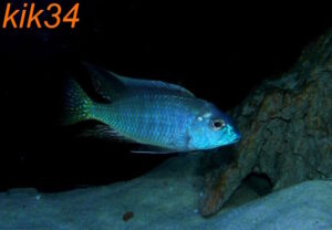 Lethrinops microstoma 'Likoma Island'