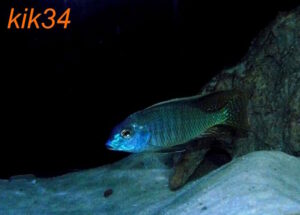 Lethrinops microstoma 'Likoma Island'