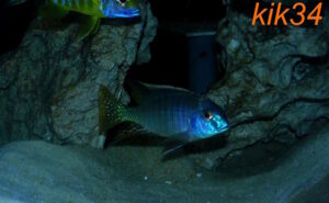Lethrinops microstoma 'Likoma Island'