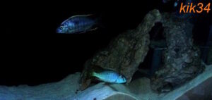 Lethrinops microstoma 'Likoma Island'