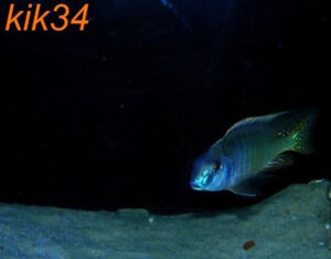 Lethrinops microstoma 'Likoma Island'