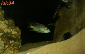Lethrinops microstoma 'Likoma Island'