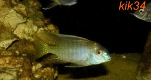 Lethrinops microstoma 'Likoma Island'