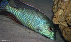 Lethrinops oculatus 'Cheseese'
