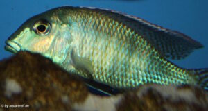 Lethrinops oculatus 'Cheseese'