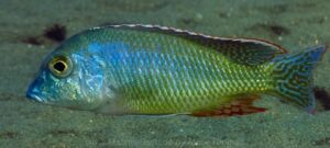 Lethrinops oculatus