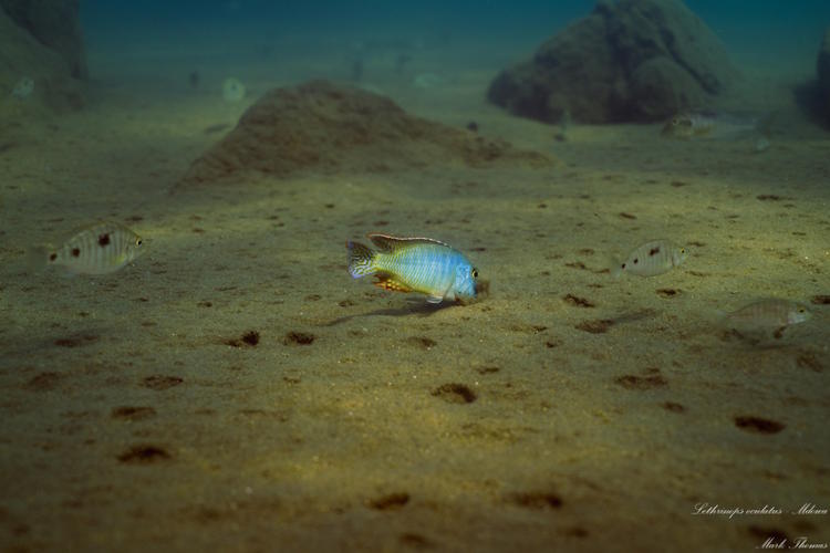 Lethrinops oculatus 'Mdowa'