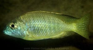 Lethrinops parvidens
