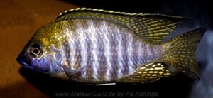 Lethrinops sp. 'aulonocara type' Liuli