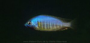 Lethrinops sp. 'auritus lion' Nkhata Bay