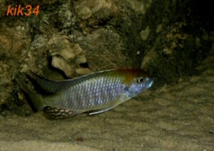 Lethrinops sp. 'auritus selewa' Mlowe