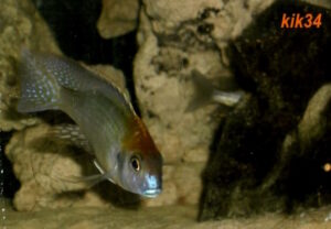 Lethrinops sp. 'auritus selewa' Mlowe