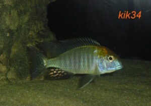 Lethrinops sp. 'auritus selewa' Mlowe