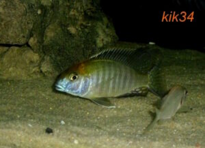 Lethrinops sp. 'auritus selewa' Mlowe