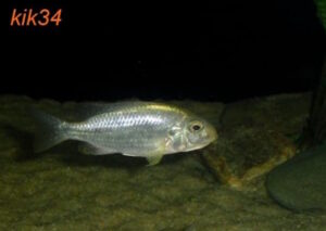 Lethrinops sp. 'auritus selewa' Mlowe