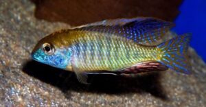 Lethrinops sp. 'auritus selewa'