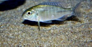 Lethrinops sp. 'auritus selewa' Selewa