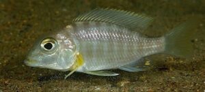 Lethrinops sp. 'boadzulu' Boadzulu Island