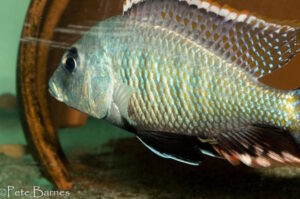 Lethrinops sp. 'chilingali' Lake Chilingali