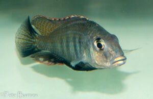 Lethrinops sp. 'chilingali' Lake Chilingali