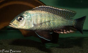 Lethrinops sp. 'chilingali'