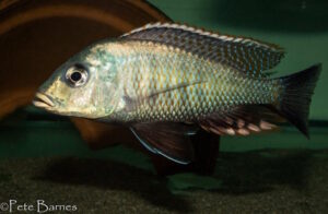 Lethrinops sp. 'chilingali'