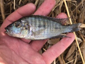 Lethrinops sp. 'chilingali' Lake Chilingali
