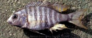 Lethrinops sp. 'dark' South East Arm